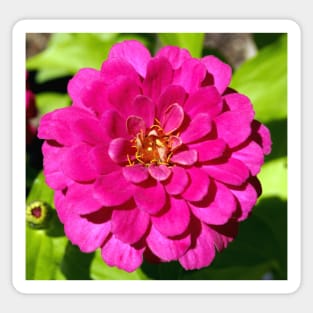 Macro Pink Fuschia Zinnia Flower in the Garden Sticker